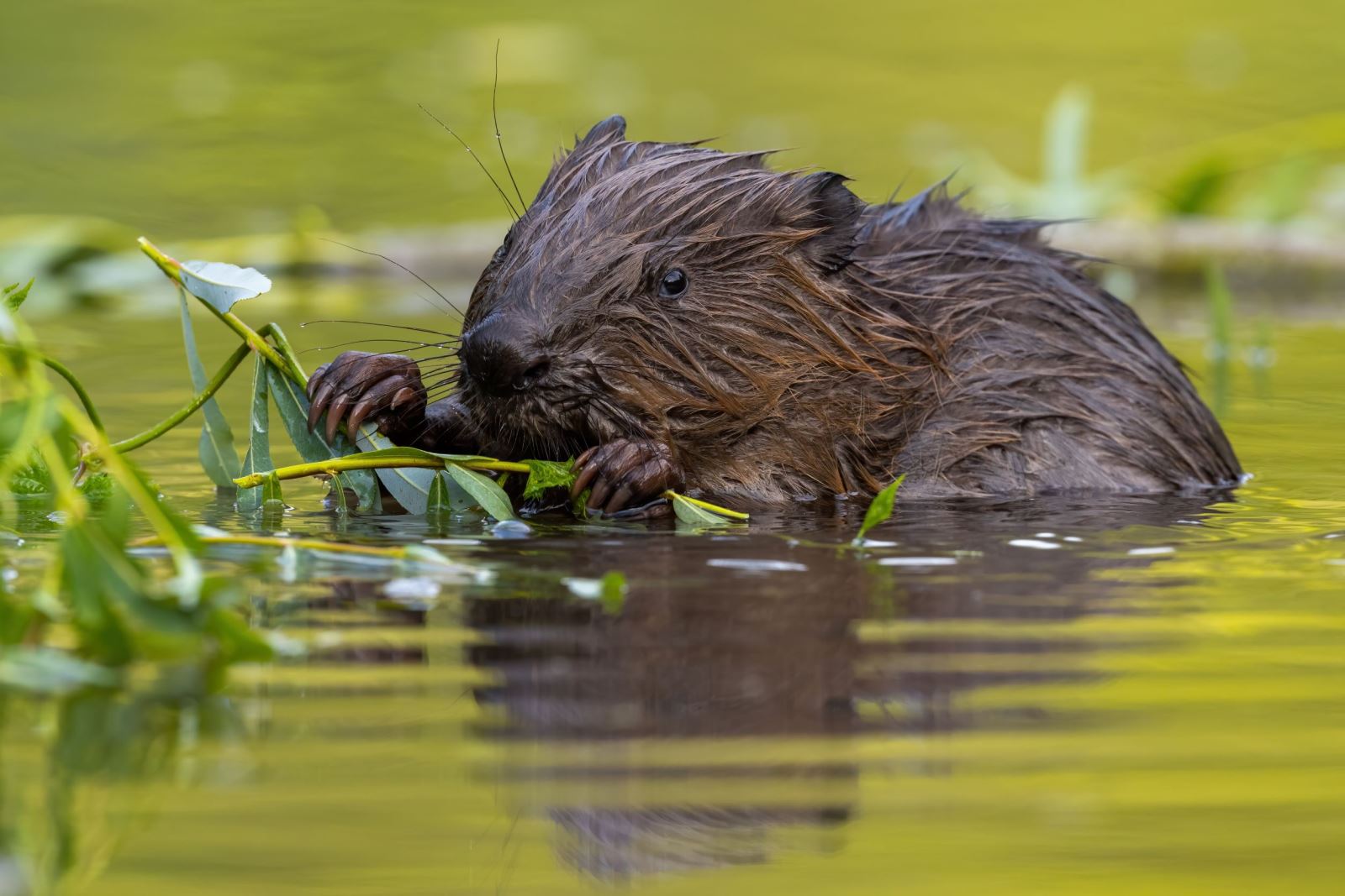 Trentham Beaver